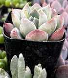 Echeveria 'Green Pearl'  in a black pot with a soft focus background