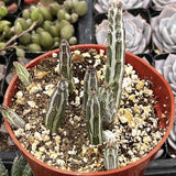 Small Senecio stapeliiformis plant in a red pot with other succulents in the background