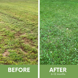 Before and after comparison of a lawn treatment showing improved grass health.