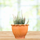 Terracotta pot with a Candelilla plant on a wooden surface with a blurred natural background
