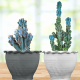 Curiosity Cactus