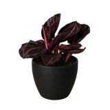 Calathea 'Dottie'