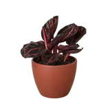 Calathea 'Dottie' - 4" Pot - NURSERY POT ONLY