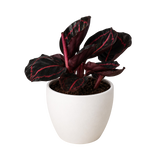 Calathea 'Dottie'