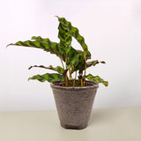 Calathea Rattlesnake – Wild-Patterned Prayer Plant