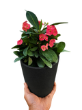 Euphorbia Milii Crown of Thorns Flowers