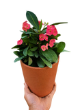 Euphorbia Milii Crown of Thorns Flowers