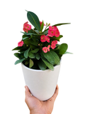 Euphorbia Milii Crown of Thorns Flowers