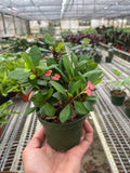 Euphorbia Milii Crown of Thorns Flowers