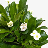 Euphorbia Milii Crown of Thorns Flowers