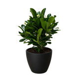 Euphorbia Milii Crown of Thorns Flowers