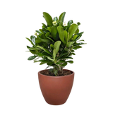Euphorbia Milii Crown of Thorns Flowers