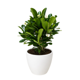 Euphorbia Milii Crown of Thorns Flowers
