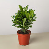 Euphorbia Milii Crown of Thorns Flowers