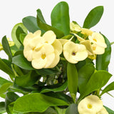 Euphorbia Milii Crown of Thorns Flowers