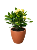 Euphorbia Milii Crown of Thorns Flowers
