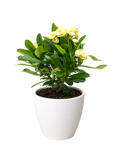 Euphorbia Milii Crown of Thorns Flowers