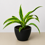 Dracaena 'Lemon Lime'