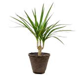 Dracaena 'Marginata Cane'