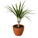 Dracaena 'Marginata Cane'