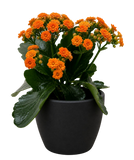 Kalanchoe 'Blossfeldiana'