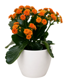 Kalanchoe 'Blossfeldiana'