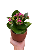 Kalanchoe 'Blossfeldiana'