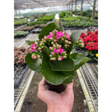 Hand holding a potted plant with pink flowers in a greenhouse setting