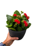 Kalanchoe 'Blossfeldiana'