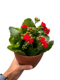 Kalanchoe 'Blossfeldiana'