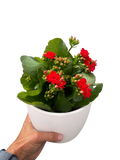 Kalanchoe 'Blossfeldiana'
