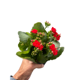 Kalanchoe 'Blossfeldiana'