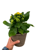 Kalanchoe 'Blossfeldiana'