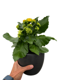 Kalanchoe 'Blossfeldiana'