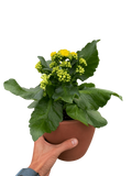 Kalanchoe 'Blossfeldiana'
