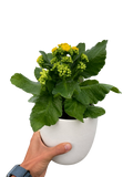Kalanchoe 'Blossfeldiana'