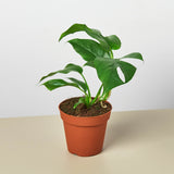 Mini Monstera Minima