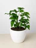 Mini Monstera Minima