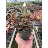 Peperomia 'Metallica'