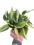 Philodendron 'Silver Stripe'