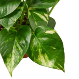 Pothos 'Golden' - 4" Pot - NURSERY POT ONLY