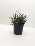 Succulent Cactus 'Mistletoe'