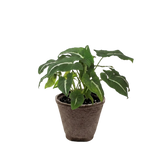Syngonium wendlandii 'Black Velvet'