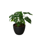 Syngonium wendlandii 'Black Velvet'