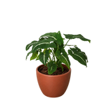 Syngonium wendlandii 'Black Velvet'