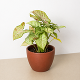 Syngonium 'Confetti'