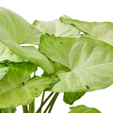 Syngonium 'White Butterfly'