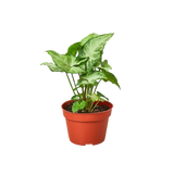 Syngonium 'White Butterfly'