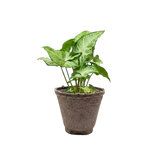 Syngonium 'White Butterfly'