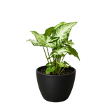 Syngonium 'White Butterfly'